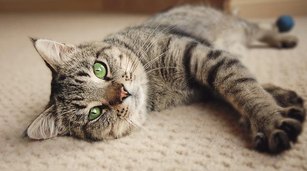 Peace of Mind | Safe, clean and comfortable on a pet friendly carpet