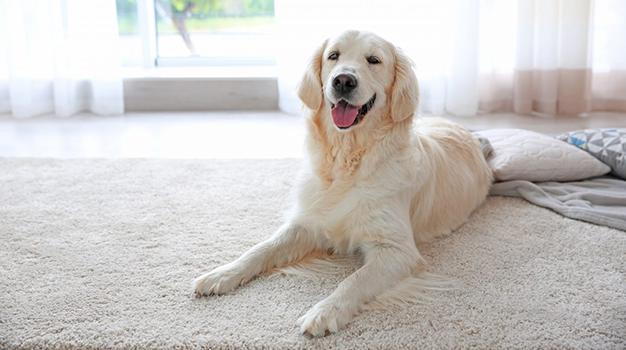 Peace of Mind | Safe, clean and comfortable on a pet friendly carpet